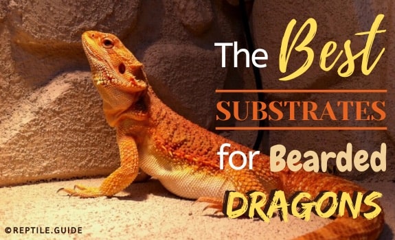 Best substrates bearded dragon