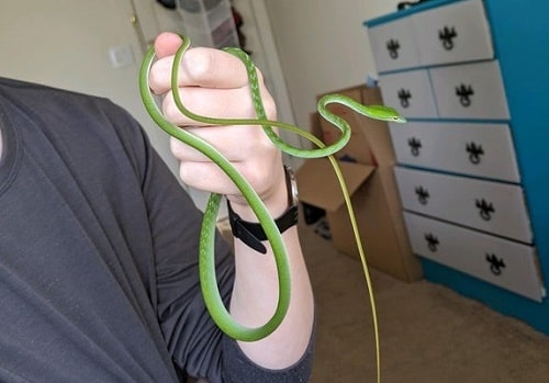 Cute Asian Vine Snake