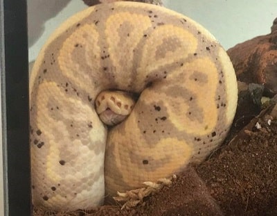 Cute Banana Cinnamon Ball Python