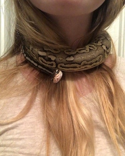 Cute Choker Snake