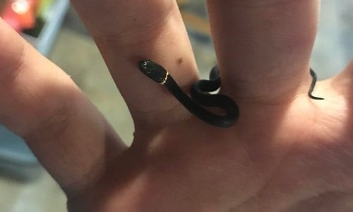 Cute Miniscule Snake