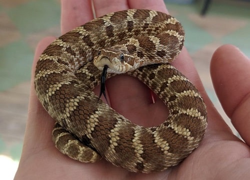 Cute Small Hognose Snake
