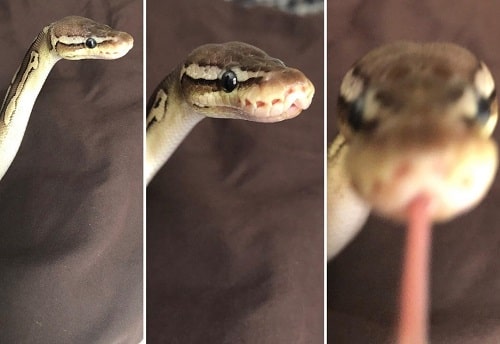 Cute Snake Bleps