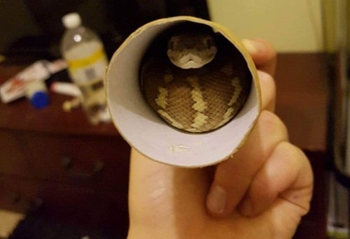 Cute Snake Hiding in Tube