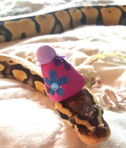 Cute Snake Wearing Party Hat