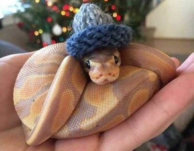 Cute Snake in Knitted Beanie