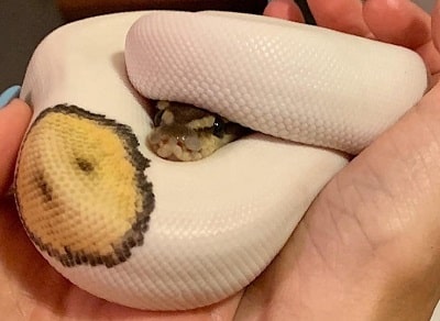 cute pet snake