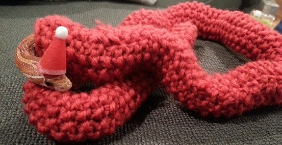 Cute Snake in Red Sweater