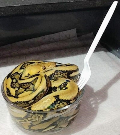 Cute Tiger Morph Reticulated Python