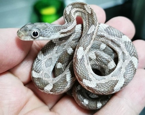 Cute Texas Rat Snake