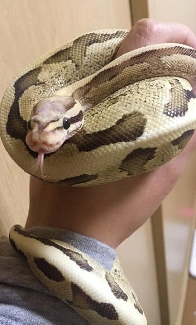Cute Vanilla Cream Ball Python Morph