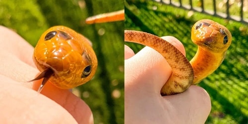 Cute Woma With Eyebrows