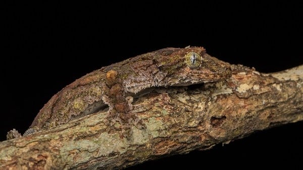 Flying Gecko On Branch