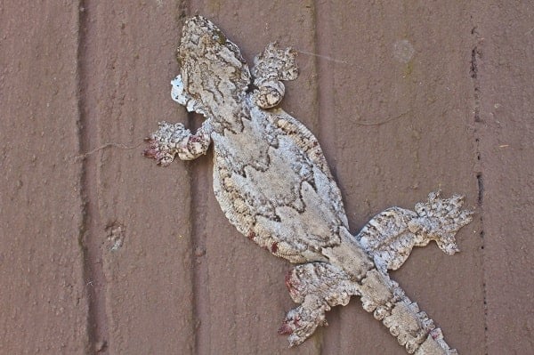 Flying Gecko On Wall