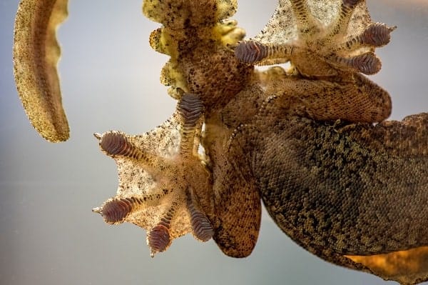 Flying Gecko Webbed Feet