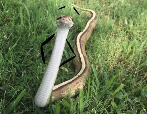 Funny Snake With Drawn on Arms 17