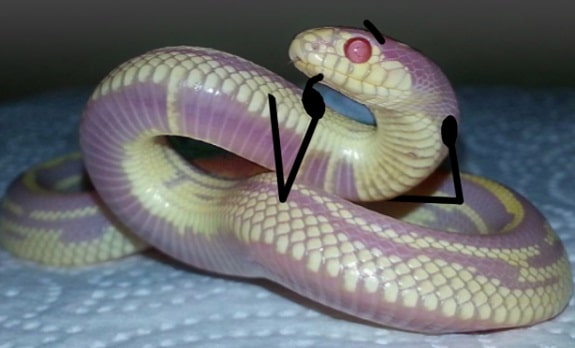 Funny Snake With Drawn on Arms 18