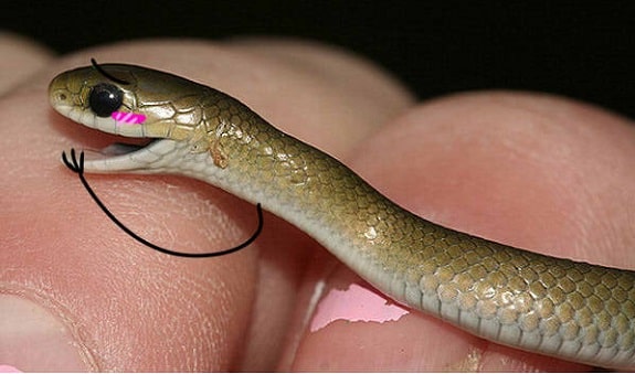 Funny Snake With Drawn on Arms 21