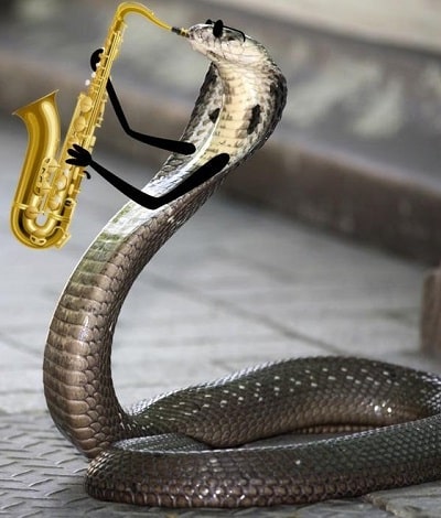 Funny Snake With Saxophone