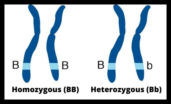 Homozygous versus heterozygous bearded dragon traits