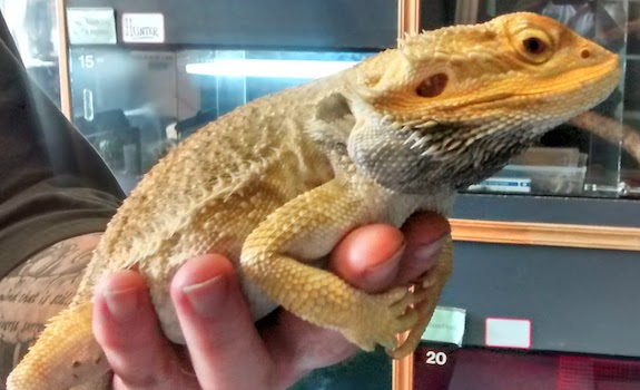 How to hold a bearded dragon to avoid being bit
