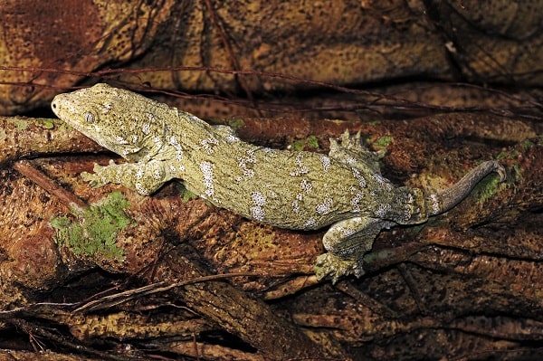 Leachie Gecko In Captivity