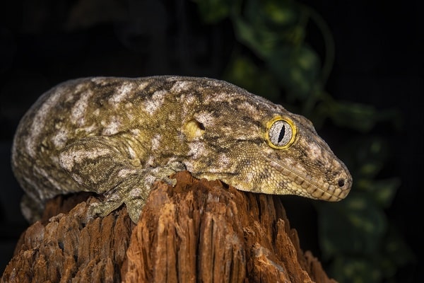 Leachie Gecko On Stump