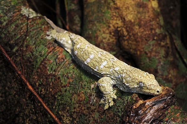 Leachie Gecko On Tree Branch