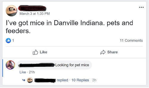 Live Feeder Mice Facebook
