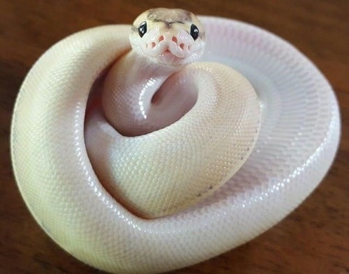 Oddly Adorable Ball Python