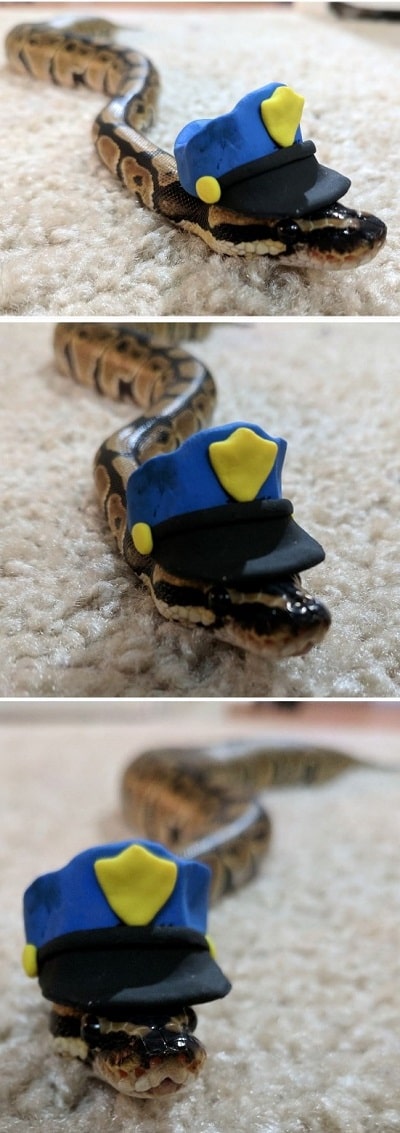 Officer Noodles Cute Snake