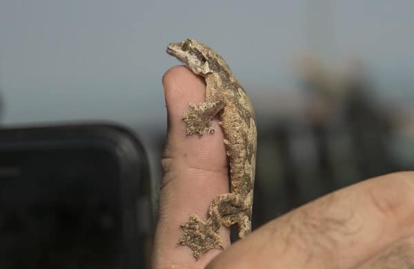 Owner Holding Flying Gecko