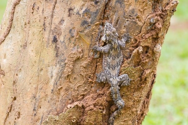 Parachute Flying Gecko Lizard On Tree