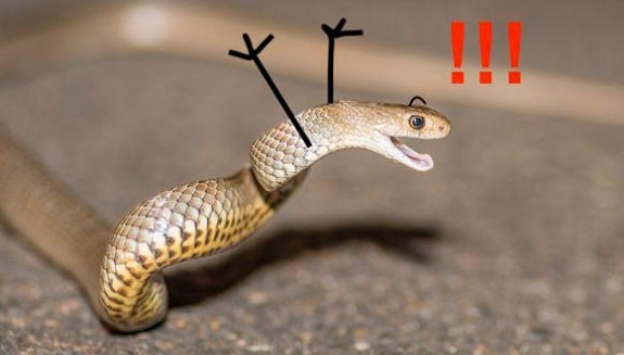 30 Hilarious Snakes With Drawn On Arms & Hands You Have to See