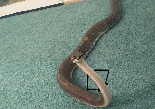 Snake With Drawn on Arms 4