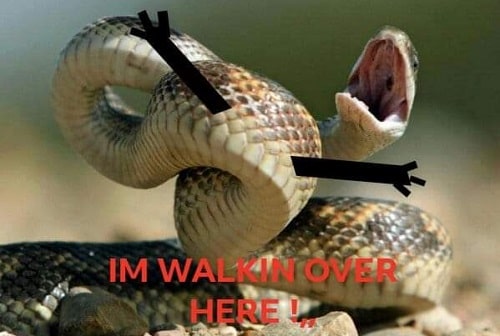 funny snake memes