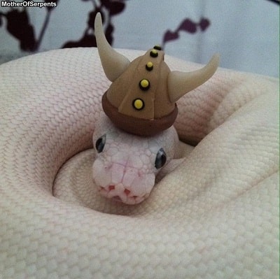 Snake With Viking Hat