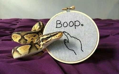 Thats Sew Cute Snake