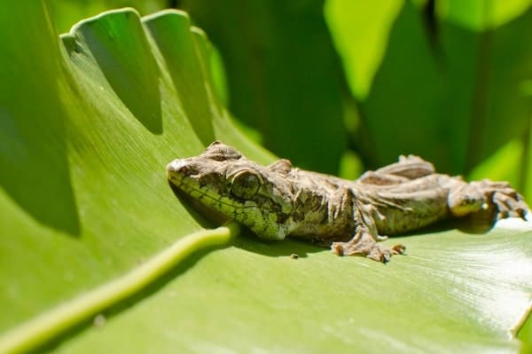 Wild Flying Gecko