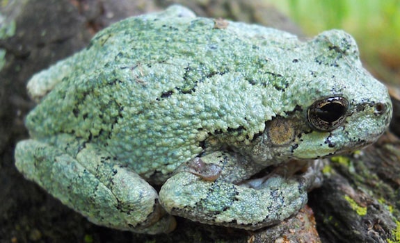 best pet frogs gray tree frog