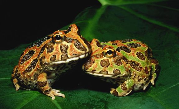 best pet frogs pacman frog