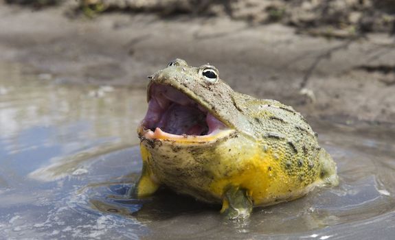 pet frogs species