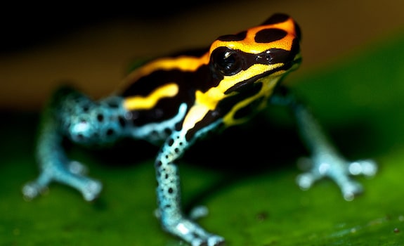 best pet frogs poison dart frog