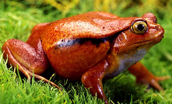 pet frogs species