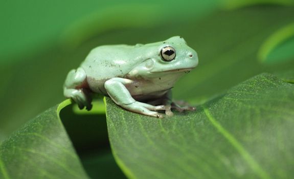 non poisonous frogs pets