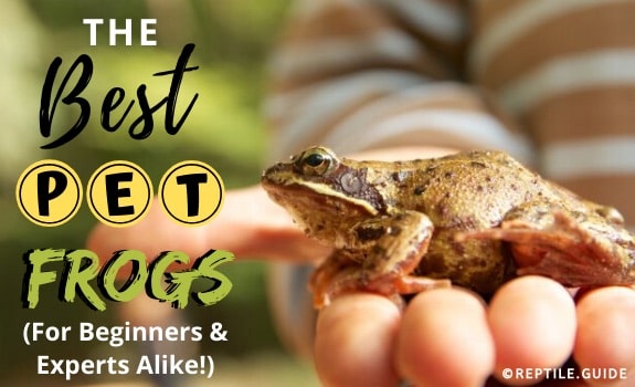 best pet frogs
