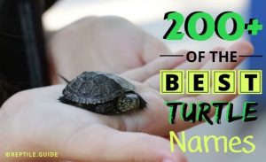 200+ Turtle Names You Will Love (Cute, Funny, Unisex, ...)