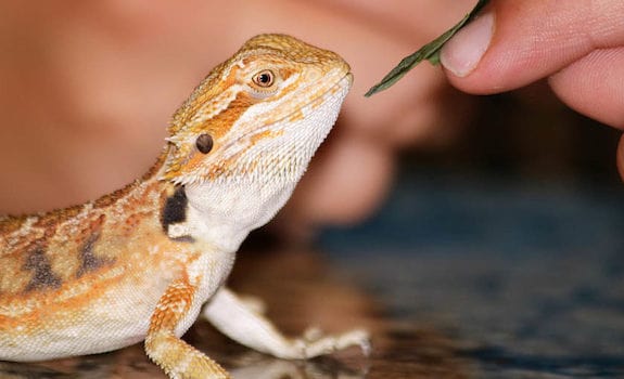 hungry bearded dragon being hand fed