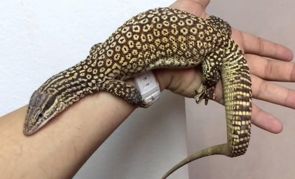 can an argus monitor lizard be a pet