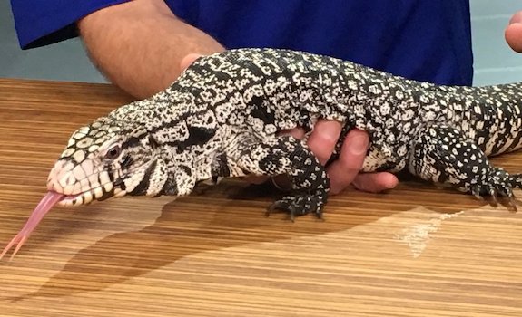 Argentine Tegu